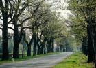 Denkmalgeschützte und als Natura 2000-Gebiet ausgewiesene Eichenallee an der Staatsstraße St 2068 bei Seefeld