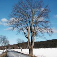 Alte Linde als Straßenbaum