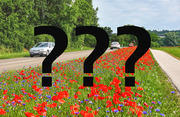 Ein Streifen mit blühenden Blumen. Links davon eine Straße mit Autos, rechts davon ein Radweg. Im Vordergrund drei fette Fragezeichen